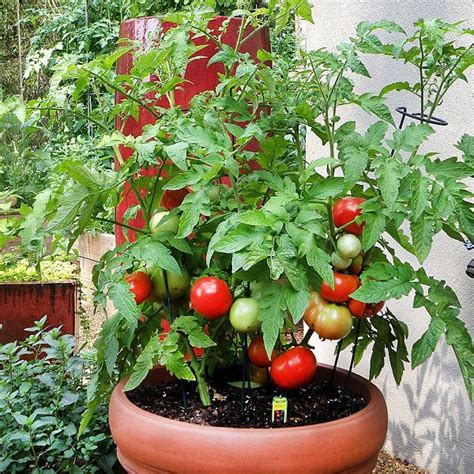 Tips B Sicos Para Cultivar Los Mejores Tomates En Maceta