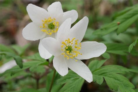 Anemone Nemorosa