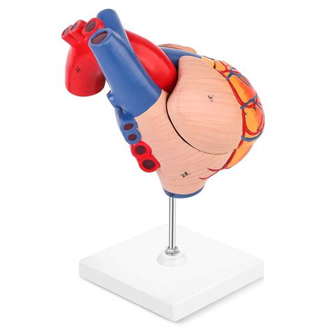 Human Heart Model 2 Part Life Size Anatomically Heart Medical Model