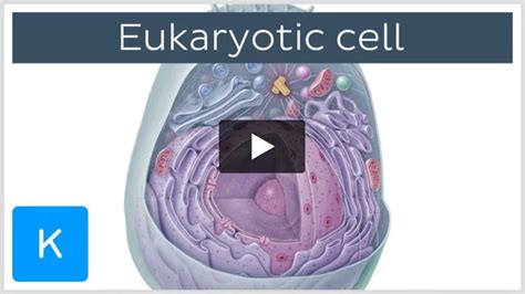 Nucleolus Definition Structure And Function Kenhub