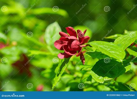 Closeup Of Calycanthus Floridus Commonly Known As The Eastern