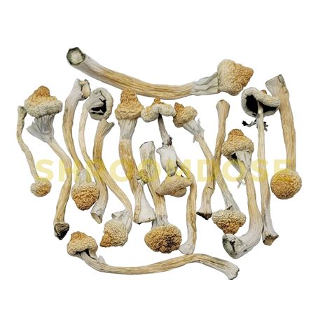 Albino a+ mushrooms Oregon - a+ albino mushrooms Springfield