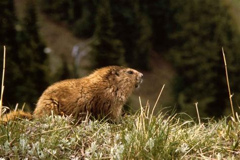 Free picture: marmot, animal, marmota