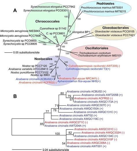 Phylogenetic Tree Of 16s Rrna From Cyanobacteria Unrooted Ml