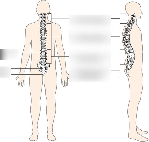 Axial Vertebral Column Diagram Quizlet