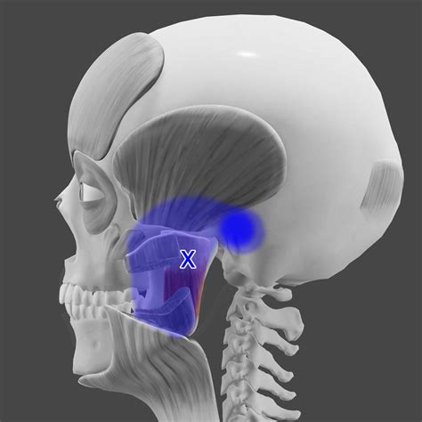 Masseter Muscle Pain Treatment — Morningside Acupuncture NYC