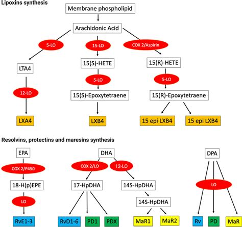 Specialized Lipid Mediator Synthesis Spms Are All Derived From Free Download Scientific