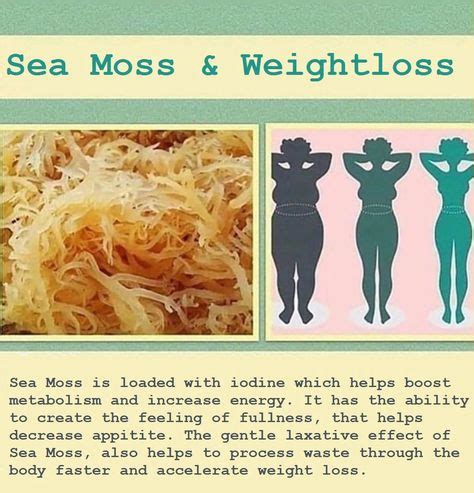 8 Sea Moss Health Benefits ideas | sea moss, moss, health