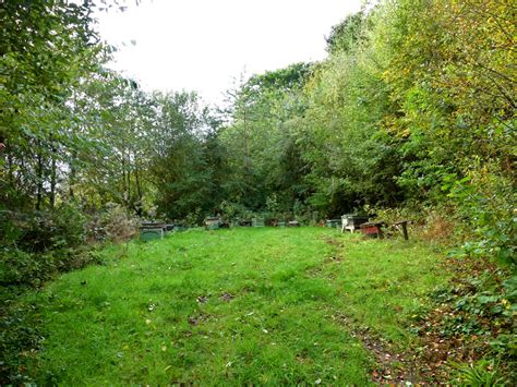 Woodland For Sale Glan Teifi Wood Near Abercych In Pembrokeshire