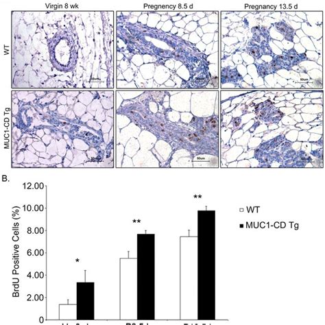 MUC1 CD Promotes Cellular Proliferation Of The Mammary Gland A