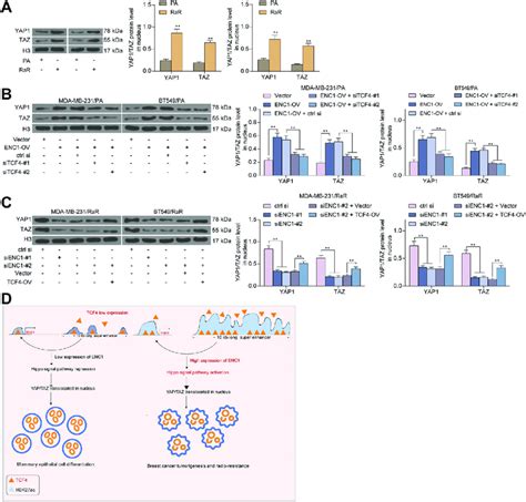 Enc Promotes The Nuclear Translocation Of Yap With Taz A C Western