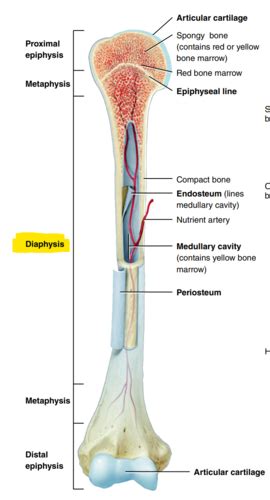 Bone Tissue Flashcards Quizlet