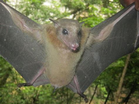 Coronavirus Et Chauve Souris Une Longue Histoire Sciences Et Avenir