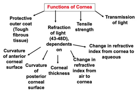 6 Corneal Anatomy Function Flashcards Quizlet