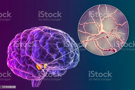 중뇌와 그 도파민성 뉴런의 실질적인 니그라 3d 일러스트 신경세포에 대한 스톡 사진 및 기타 이미지 신경세포 정신 분열증