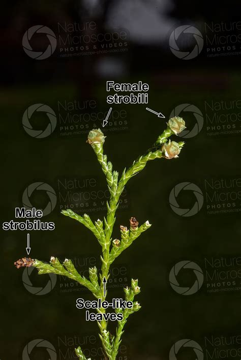 Chamaecyparis Thyoides Atlantic White Cedar Male Strobilus Male