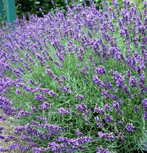 Lavandula Angustifolia Imperial Gem Lavender Information Pictures And Cultivation Tips