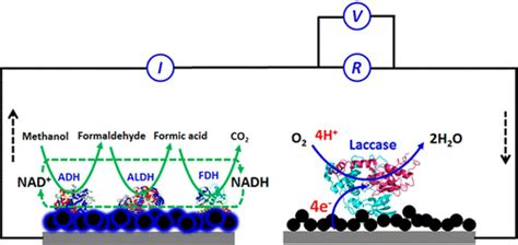 Methanol Oxygen Enzymatic Biofuel Cell Using Laccase And Nad Dependent Dehydrogenase Cascades