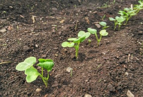 大根の種まき時期はいつまで？種の蒔き方と間引き方法は？ 野菜大図鑑