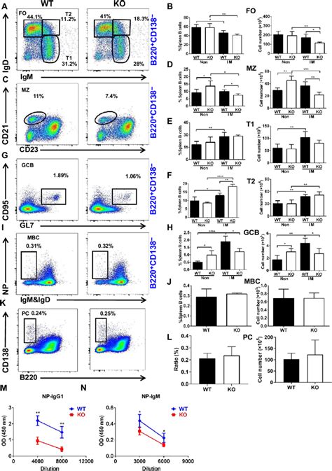 STING Deficiency Reduces The T Dependent Ab Responses Flow Cytometry