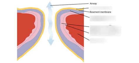 Vocal Fold Layers Diagram | Quizlet