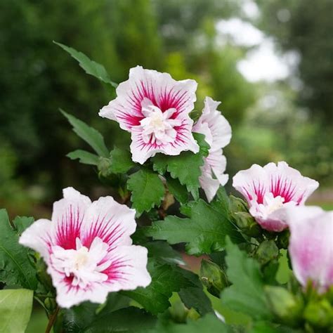 Proven Winners 1 Gal Starblast Chiffon Rose Of Sharon Hibiscus