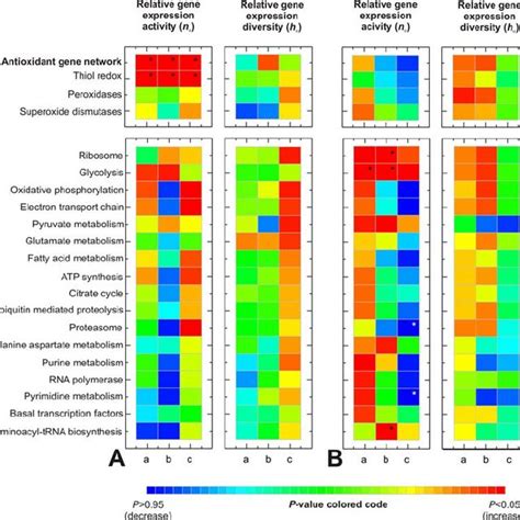 Antioxidant Gene Network Function In HeLa Cells And Primary Astrocytes