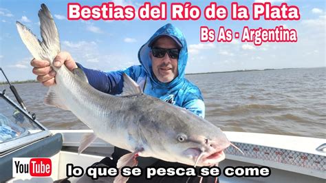 Pescón en Buenos Aires de Bagres de Mar en el Rio de la Plata