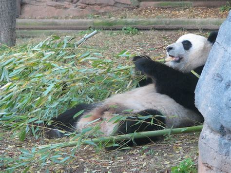 Mei Lan Zoo Atlanta Patty926 Flickr