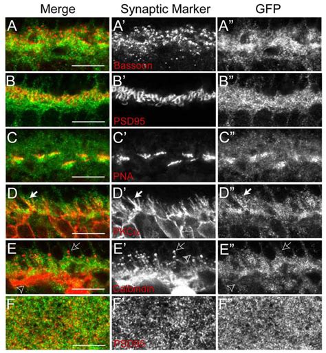 Subcellular localization of Pcdh γs in the synaptic plexiform layers