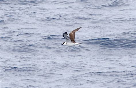 Black Capped Petrel Pterodroma Hasitata Hasitata Wild Bird Gallery