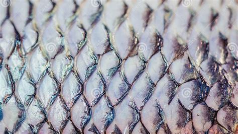 Skin of Tilapia Fish after the Scales Removed. Stock Image - Image of ...