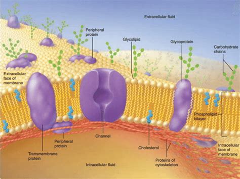 Cell Membrane (Plasma Membrane) – Structure, Function and Composition – Earth's Lab