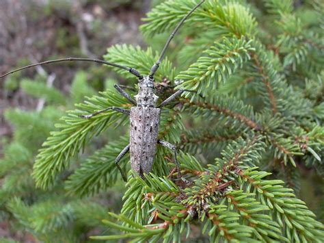 P1000483 A Spruce Bug Cool Looking But Can Take A Huge Ch Flickr