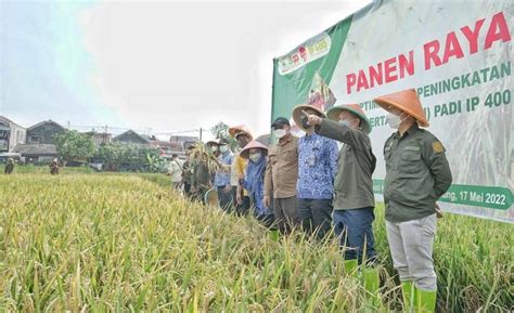 Panen Raya Kota Bandung Hasilkan 8 Ton Padi Sebelas12