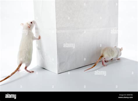 White Rats Hi Res Stock Photography And Images Alamy