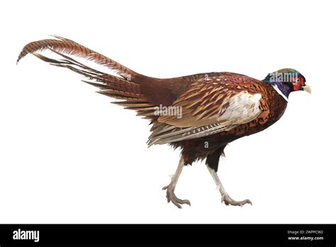 pheasant hunting  photographed  studio stock photo alamy
