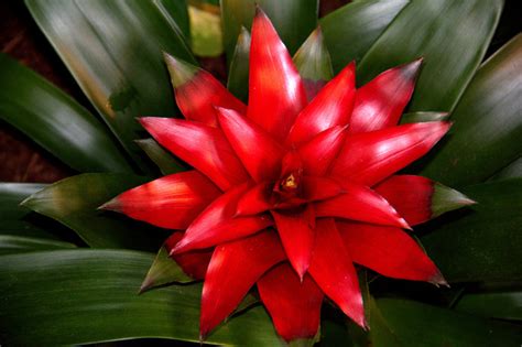 Bromeliad Plant: Types with Pictures & Basic Care Requirements