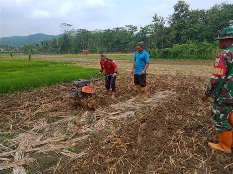 Kolaborasi KTNA Dengan Jatam Cilacap Pendampingan Demplot Petani Padi