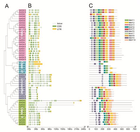 Figure 2 From Genome Wide Identi Cation And Expression Patterns