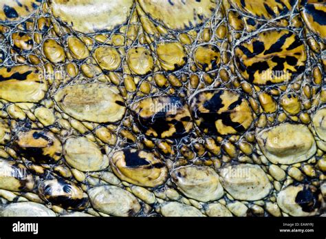 White Caiman Scales Hi Res Stock Photography And Images Alamy