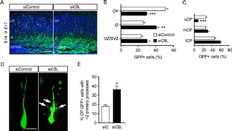 Cannabinoid Cb Receptor Knockdown Impairs Pyramidal Neuron Migration