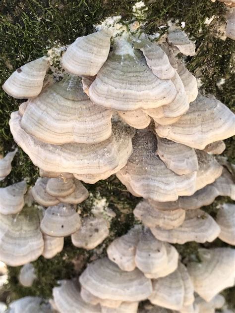 False Turkey Tail Fungi Cascading Down Dead Tree Trunk Stereum Ostrea