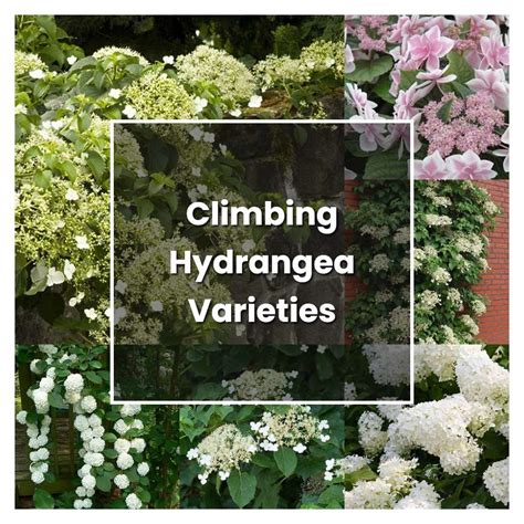 How to Grow Climbing Hydrangea Varieties - Plant Care & Tips ...