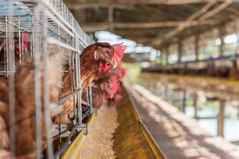 Can Wild Birds Eat Chicken Feed Everything You Need To Know