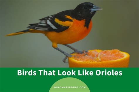 12 Birds That Look Like Orioles Sonoma Birding