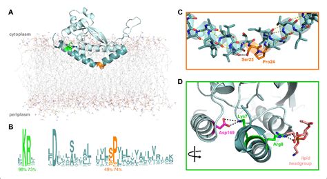 Figure 1 From Insights Into The Key Determinants Of Membrane Protein