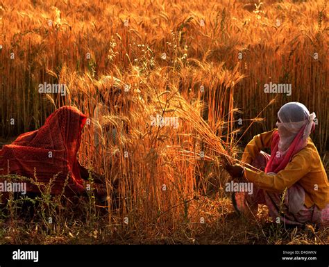 Indian Women Harvesting Wheat Crop In Jawar Village Of Uttar Pradesh