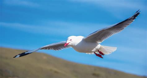 Seagulls The Most Intelligent And Resourceful Seabird And Pest Bird
