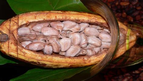 Gastronomadas MX El Cacao Como Moneda